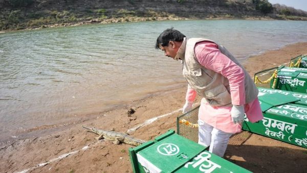 MP News: श्योपुर के कूनो में बड़ा वन्यजीव मिशन: CM मोहन यादव ने 53 घड़ियाल और 25 कछुए नदी में छोड़े