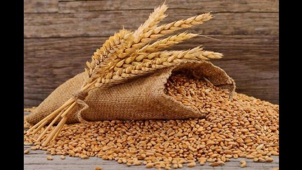 Bihar News: 1 अप्रैल से शुरू होगी गेहूं खरीद, किसानों को मिलेगा ₹2585 प्रति क्विंटल समर्थन मूल्य