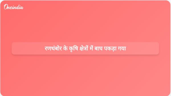 राजस्थान वन विभाग ने रणथंबोर के कृषि क्षेत्रों में भटकते हुए बाघ को पकड़ा