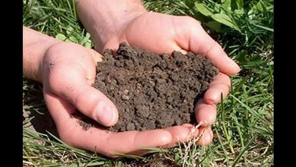 Bihar News: नया ट्रेंड: मिट्टी की जांच के बाद ही उर्वरकों का उपयोग कर रहे किसान, बढ़ रही पैदावार और आय