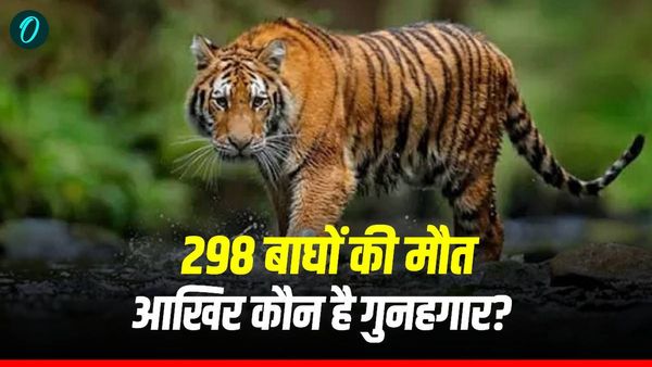 महाराष्‍ट्र में 12 साल में 298 बाघों की हुई मौत, कोर्ट ने लगाई फटकार, आखिर कौन है गुनहगार?