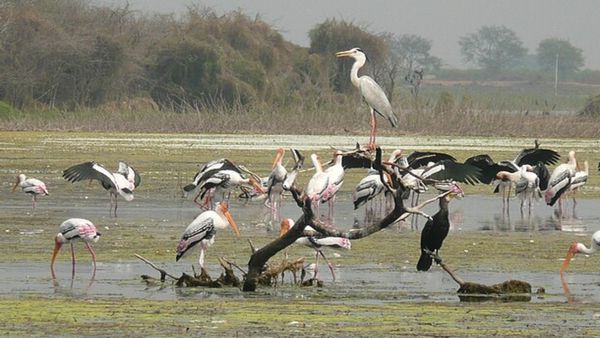 उत्तराखंड:  नंदौर वन्यजीव अभ्यारण्य ने जैव विविधता गैलरी का अनावरण 