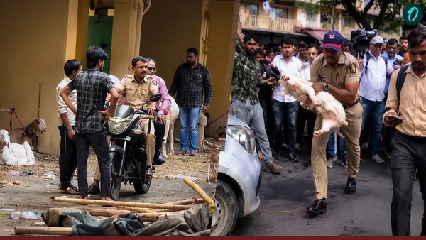 Bakrid से पहले ठाणे में हाईवोल्टेज बवाल, सोसाइटी में बकरे पर विवाद, विरोध में सुअर लेकर पहुंच गए लोग 