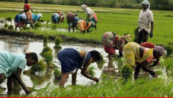 महाराष्ट्र के अन्नदाताओं के लिए बड़ी सौगात! फडणवीस सरकार ने 2 लाख रुपये तक का किसानों का कर्ज किया माफ