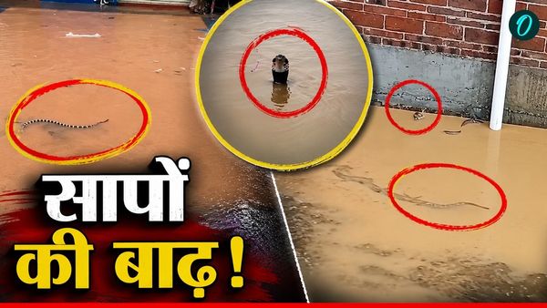 China Snake Tragedy: बाढ़ के साथ बहकर आए कई कोबरा और रेटस्नेक, इलाके में दहशत, शी जिनपिंग के छूटे पसीने!