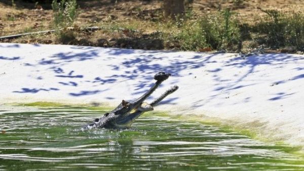 आश्चर्यजनक: लड़के ने घर में पाल रखा है खतरनाक मगरमच्‍छ, साथ सोता है, गोद में लेकर करता है प्‍यार