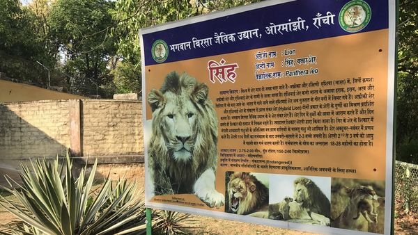 अब शेर तो घास नहीं खाएगा न सर!