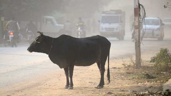 नज़रिया- भारत में गोरक्षा आंदोलन कब शुरू हुआ?