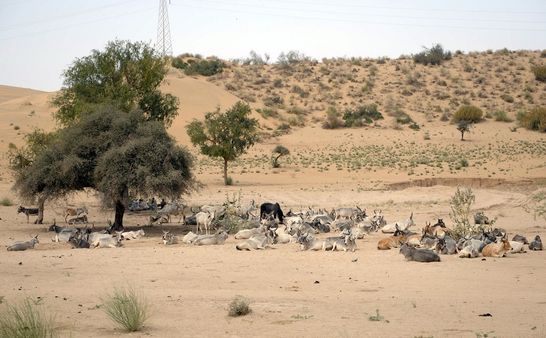 डम्पर चलाने वाली पाकिस्तान की ये औरतें