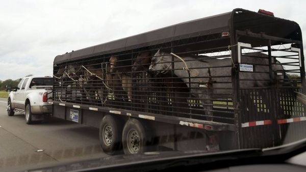टेक्सस में 'भारी तबाही लाएगा चक्रवात हार्वी'