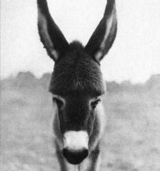 कैसे खींची गई थी भोपाल गैस त्रासदी की वो ऐतिहासिक तस्वीर?