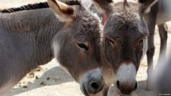 गधों की घटती संख्या से परेशान चीन ने उठाया ये कदम