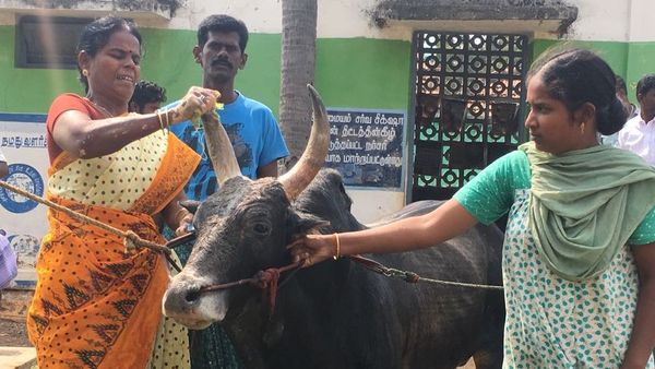 सांड पालने के लिए महिला ने नहीं की शादी