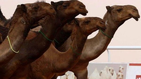 सऊदी अरब: बोटोक्स लेने वाले ऊंटों पर ब्यूटी कॉन्टेस्ट में बैन