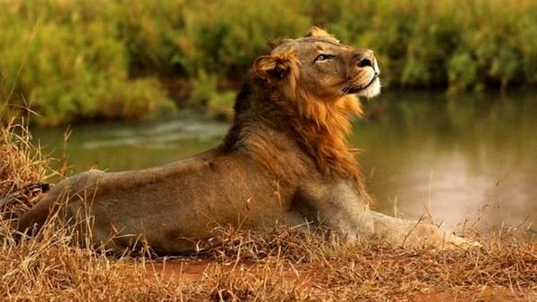 द. अफ़्रीका: संदिग्ध शिकारी को खा गए शेर