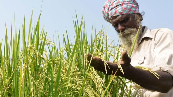 नज़रिया: समाधान की घोषणा के बाद भी क्यों ठगा जाता है किसान?