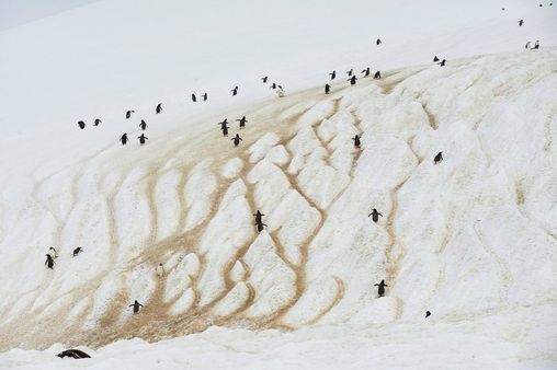तस्वीरों में: पेंग्विनों की ख़ूबसूरत दुनिया बचाने की एक कोशिश