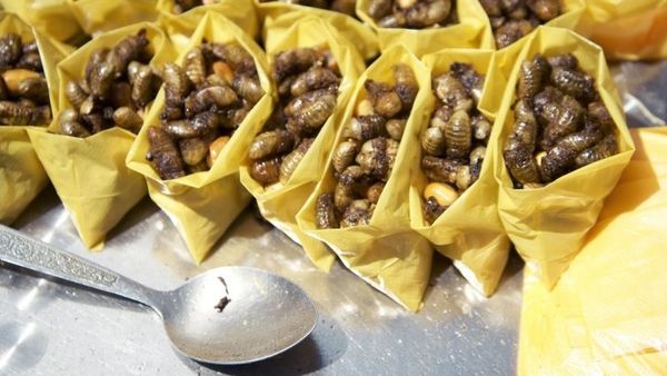 'कॉक्रोच ब्रेड' जिसमें है सबसे अधिक प्रोटीन