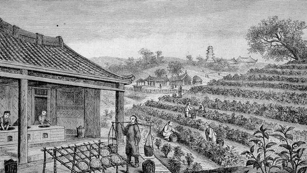 अंग्रेज़ों ने चीन से चाय उगाने का सदियों पुराना राज़ कैसे चुराया?