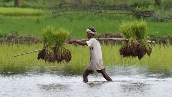 कर्ज़ माफ़ी से किसानों का दुख कम होगा या नहीं?: नज़रिया
