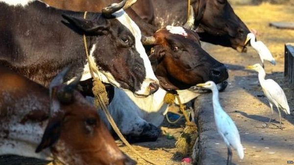 गौ सेवा करने वाली 'अंग्रेज़ दीदी' को मिला पद्मश्री