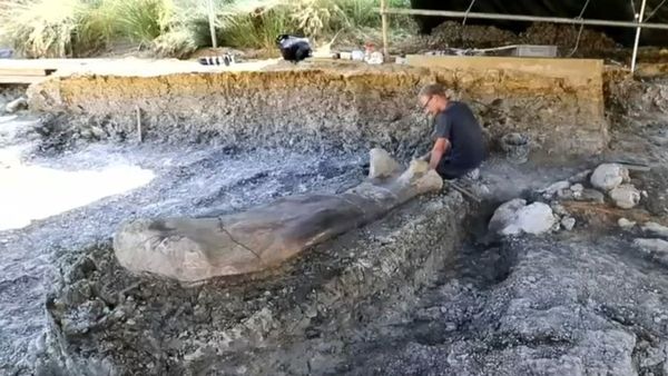 डायनासोर की साढ़े छह फ़ीट लंबी जांघ की हड्डी मिली