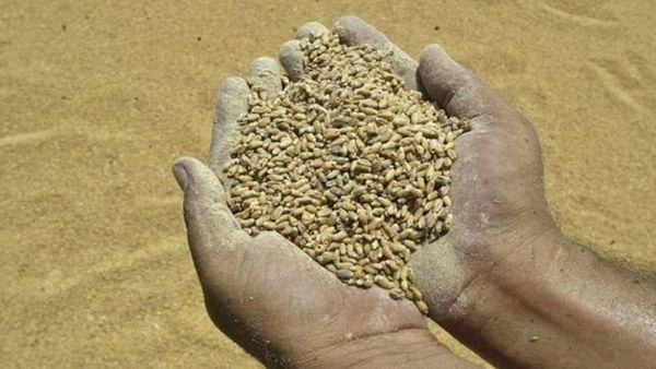 अनाज को जंगली क़िस्में बचाएंगी जलवायु परिवर्तन की मार से