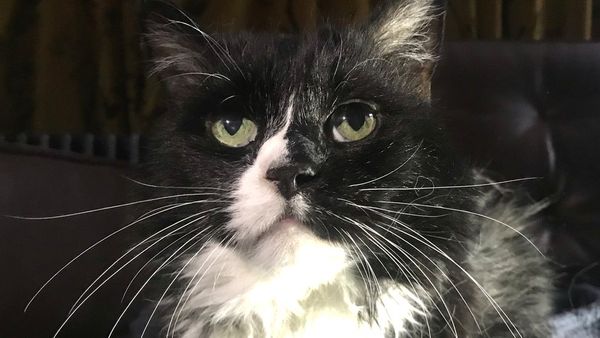 कोरोना वायरसः वेटनरी डॉक्टरों की सलाह, बिल्लियों को घर के अंदर ही रखें