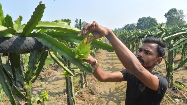 ‘कमलम’: ड्रैगन फ्रूट के बारे में कितना जानते हैं आप, भारत में इसकी उपज कहांं होती है?