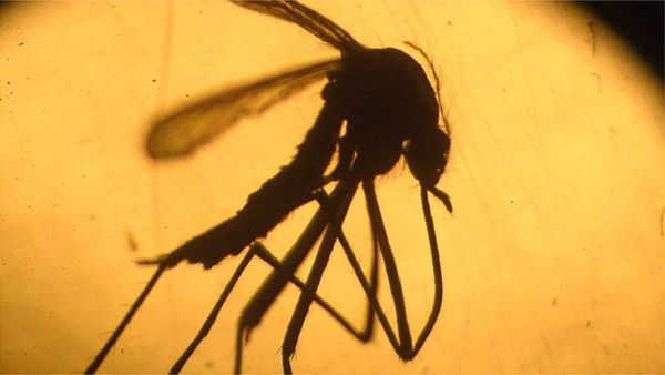 ज़ीका वायरस: केरल और तमिलनाडु में हाई अलर्ट क्यों घोषित किया गया