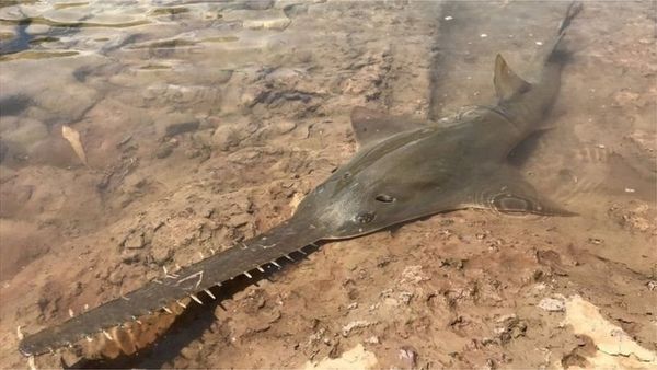 पाकिस्तान: बलूचिस्तान में पकड़ी गई आरा मछली इतनी महंगी क्यों है