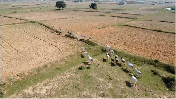 उत्तर प्रदेशः आवारा पशुओं का आतंक, तो क्या खुले जानवर चर जाएंगे वोट?