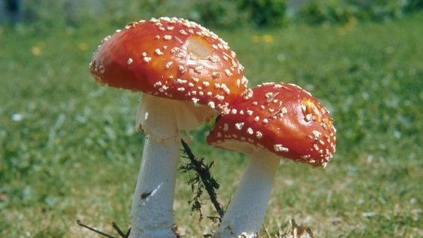 ज़हरीले मशरूम की पहचान कैसे की जाए?