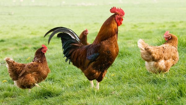 पाकिस्तान में चिकन अचानक हुआ महंगा, आम लोग परेशान