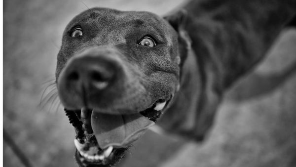 कुत्ते इंसानों को क्यों काट लेते हैं?