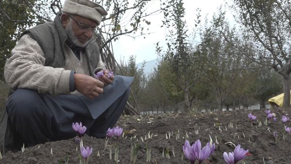 कश्मीरी केसर को जीआई टैगिंग से कितना फ़ायदा हुआ?