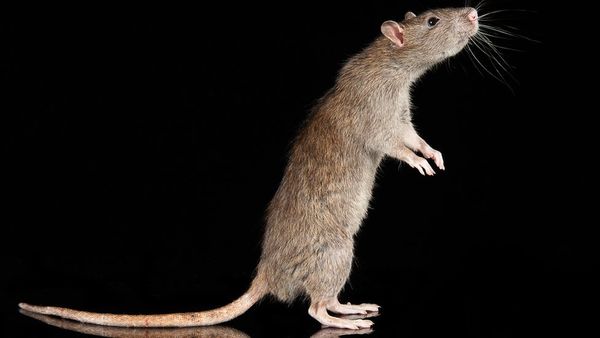 कहानी चूहे से बनने वाले पकवानों और उसके दीवानों की...