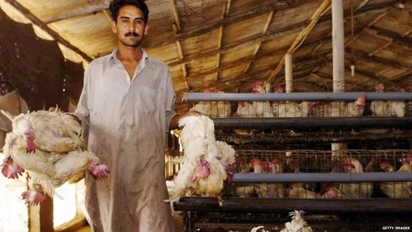 पाकिस्तान में लगातार महंगे होते चिकन का आर्थिक और सियासी खेल क्या है