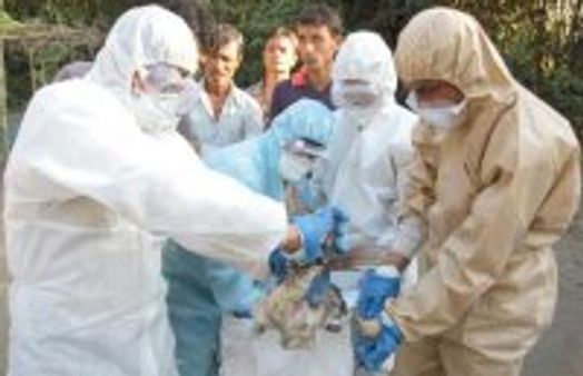 Bird flu spreads to new areas in Assam