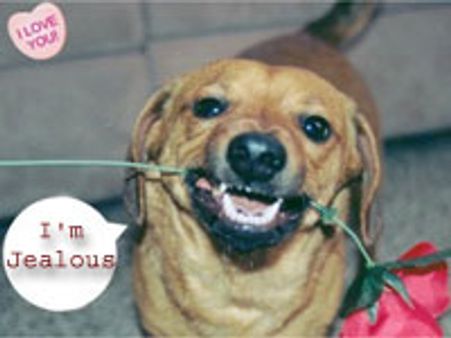 Unpleasant pang of jealousy in dogs too