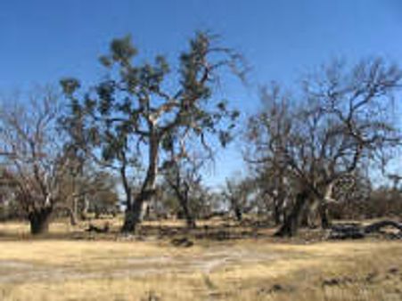 Tree deaths have doubled in US