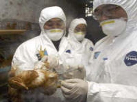 China: Fifth bird flu human death reported in 2009