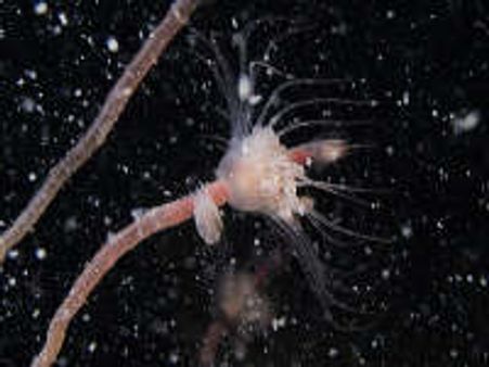 Turritopsis, blessed with immortality