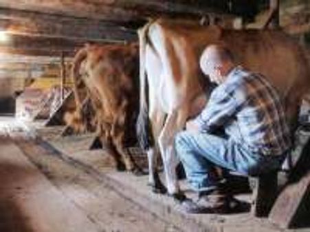 Name your cow, take more milk