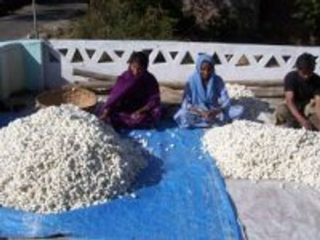 Recession: Bihar's silk industry hit