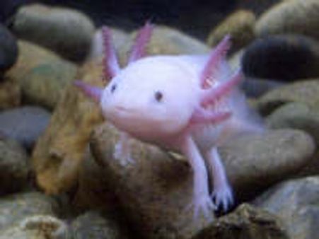 Scientists spot 'walking fish' in Thames river