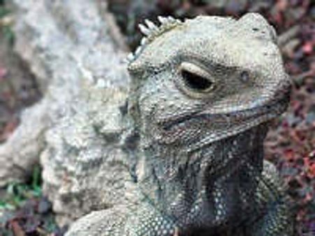 Three-eyed lizard found in New Zealand