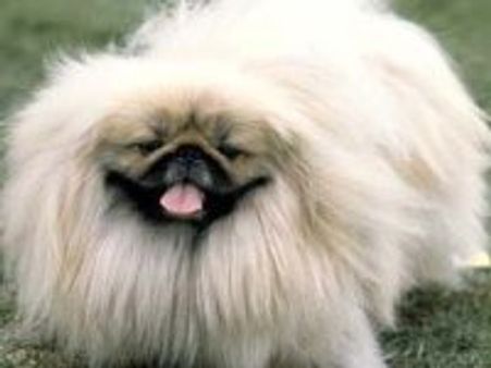 This artist dog paintings sell for 171pounds