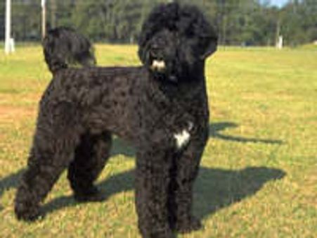 Obamas' first dog to join family on Apr 14