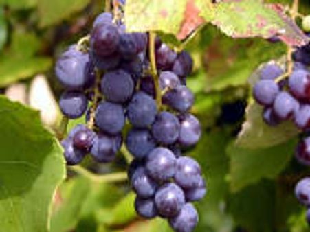 Eat grapes to keep your heart healthy